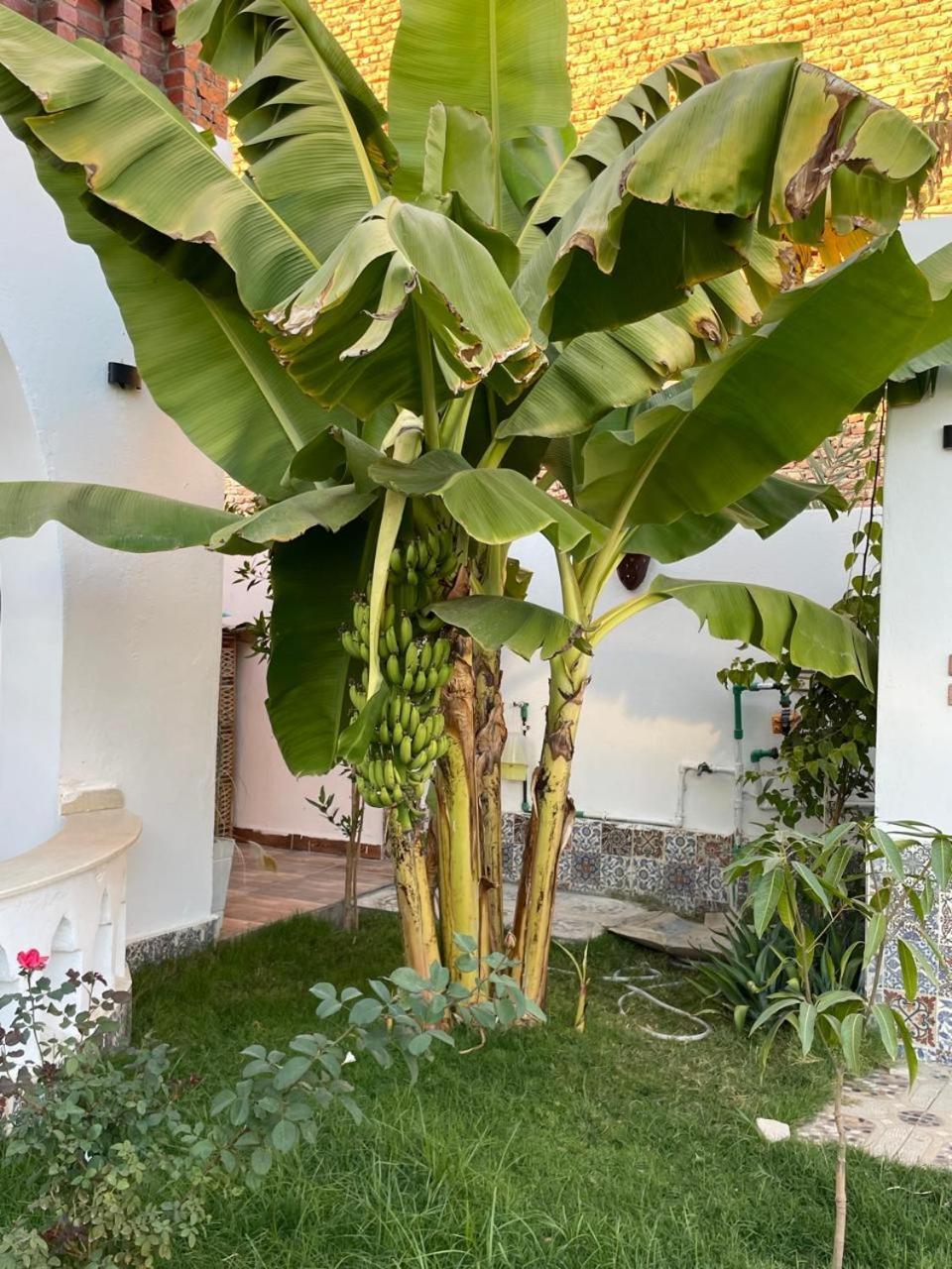 Villa Kemet Jazirat al Awwamiyah Extérieur photo
